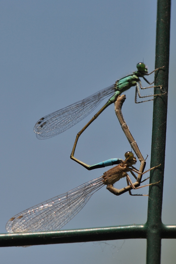 Ischnura elegans tipo C e domanda